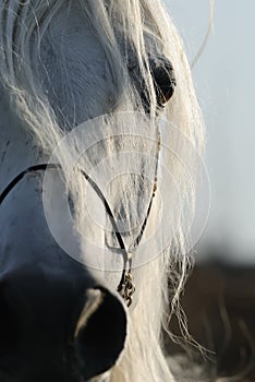 Closeup of horse's eye