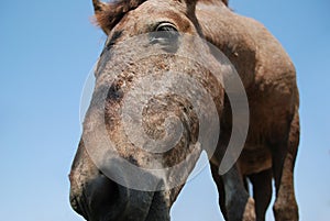 Closeup of a horse`s face, horse looking at camera