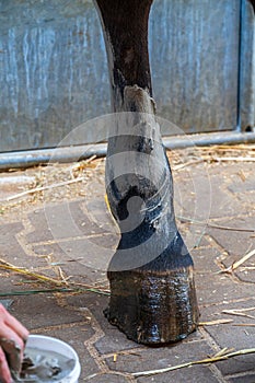Closeup of a horse`s hind leg with gray alumina clay paste applied as medical treatment against tendinitis tendon inflammation