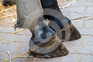 Closeup of a horse`s hind leg with gray alumina clay paste applied as medical treatment against tendinitis tendon inflammation