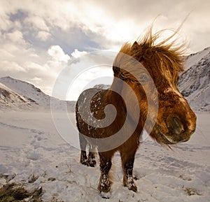 Closeup of a horse stading in the snow