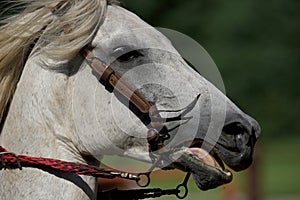 Closeup of Horse Wearing a Bridle
