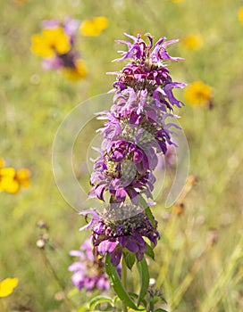 Closeup of Horsemint Bloom