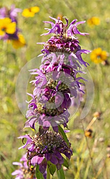 Closeup of Horsemint Bloom