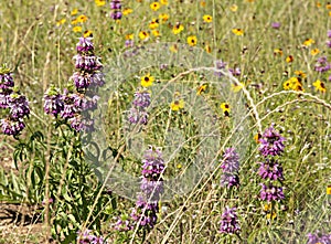 Closeup of Horsemint Bloom