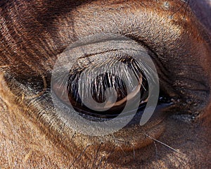 Closeup Horses Eye