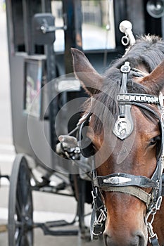 Closeup of horses head with carriage behind