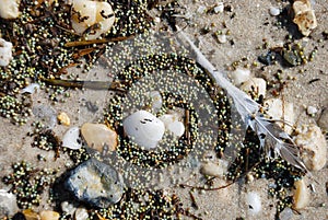 Closeup of Horseshoe crab eggs on beach along the tidal waters along Delaware Bay