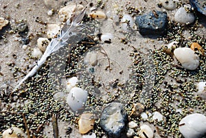 Closeup of Horseshoe crab eggs on beach along the tidal waters along Delaware Bay photo