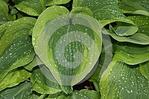 Closeup of Hosta with raindrops on the leaves