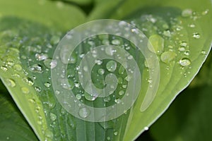 Closeup of Hosta with raindrops on the leaves