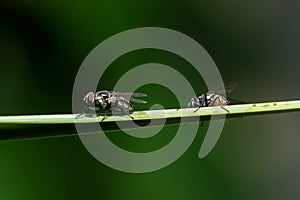 Closeup of House fly. scientific name: Musca domestica Linnaeus