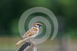 closeup of a House sparrow standing on a tree