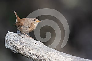 Closeup of a House Wren sparrow perched on a wooden log