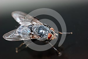 Closeup of a Housefly