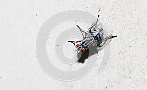Closeup of Housefly on the white floor