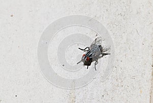 Closeup of Housefly on the white floor