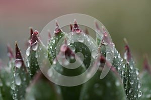 Closeup of houseleek, Hens and Chicks, with raindrops