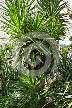Closeup of a houseplant palm tree in a greenhouse