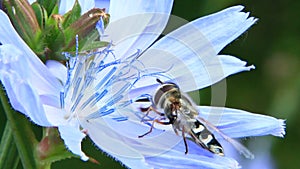 Closeup of hoverfly on purple cichorium blooming flower. Common hoverfly