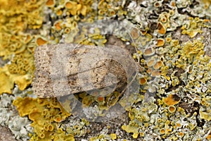 Closeup of hte mottled rustic moth, Caradrina morpheus on a wood