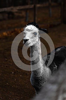 Closeup of a Huacaya alpaca against the brown blurred background, a vertical shot