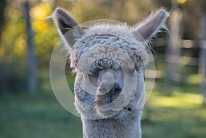 Closeup of a Huacaya alpaca animal in the field.