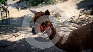 Closeup of Huacaya alpaca in Schwarzwaldzoo, Waldkirch, Germany