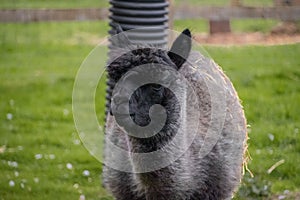 Closeup of a Huacaya alpaca in a zoo