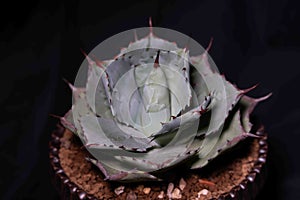 Closeup of Huachuca agave plant in a pot with a black background photo