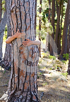 Closeup, hug and person outdoor, tree and sustainability in the woods, natural and carbon footprint. Zoom, human and