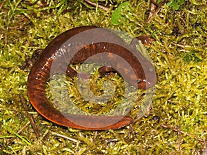 Closeup on the huge Chinese paddletail newt, Pachytriton D , posed on green moss