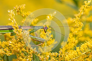 Closeup of a huge Chinese praying mantis Tenodera sinensis sitting in a yellow flower at Iroquois National Wildlife Refuge, New