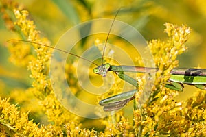 Closeup of a huge Chinese praying mantis Tenodera sinensis sitting in a yellow flower at Iroquois National Wildlife Refuge, New