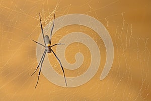 Closeup of this huge golden orb web spider