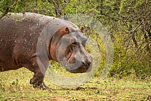 Closeup of a huge hippo in Serengeti National Park, Tanzania