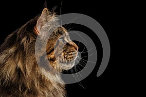 Closeup Huge Maine Coon Cat Profile Looks, Isolated Black Background