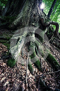 Closeup of huge roots of ancient beech tree in rainforest