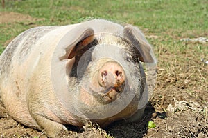 Closeup of huge sow