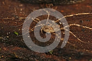 Closeup of a huge, terrifying daddy longlegs spider with big black eyes on the ground in a forest