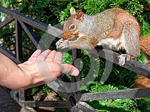 Closeup human Hand feeding squirrel in New York City at park