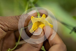 Closeup of human hands holding yellow cucumber flower