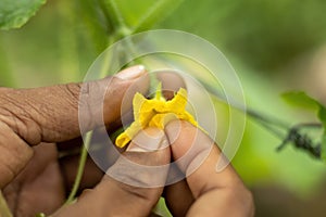 Closeup of human hands holding yellow cucumber flower