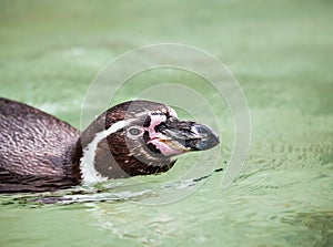 Closeup Humboldt penguin