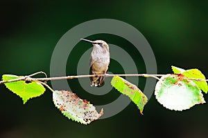Closeup of a hummingbird, Archilochus colubris standing on a thin tree branch