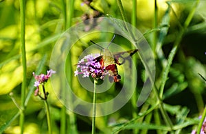 Closeup of a hummingbird clearwing moth pollinating the Pugster Blue Butterfly Bush photo
