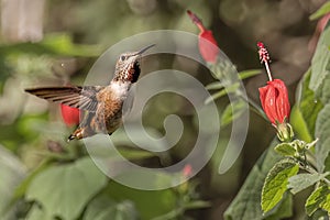 Closeup of a hummingbird flying near red orchid flowers on a shrub