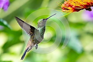 Closeup of a hummingbird flying next to a flower to feed on it photo