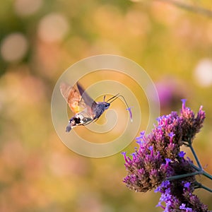 Closeup of a hummingbird hawk-moth 01