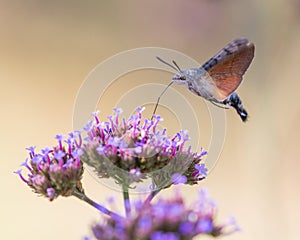 Closeup of a hummingbird hawk-moth 04